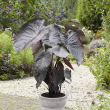 A potted Jumbo Diamond Head Elephant Ear with prominent green, heart-shaped leaves in a garden setting.