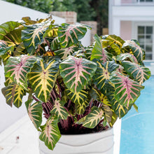 A vibrant Royal Hawaiian Waikiki elephant ear plant with large, lush green leaves featuring striking reddish-pink veins and stems.