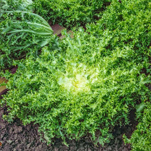 Green Curled Ruffec Endive with delicate, frilly leaves. | copyright: Floramedia UK Ltd