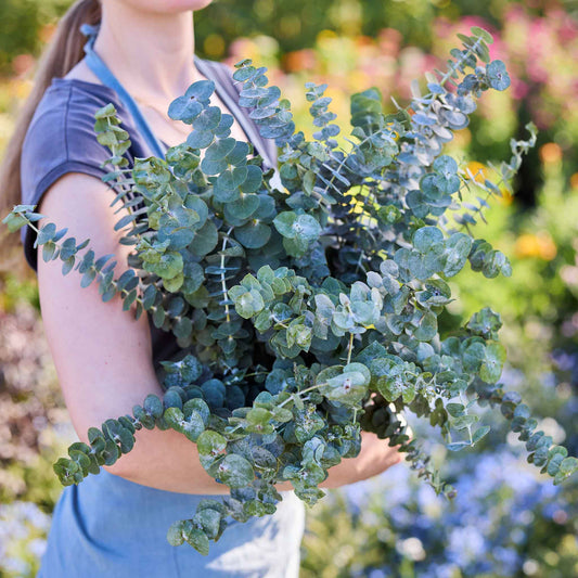 Person holding a large bundle of eucalyptus baby blue bonnet leaves with a blurred garden background