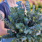 Person holding a large bundle of eucalyptus baby blue bonnet leaves with a blurred garden background