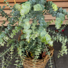 Blue-green eucalyptus baby blue bouquet leaves growing in a bright garden setting.