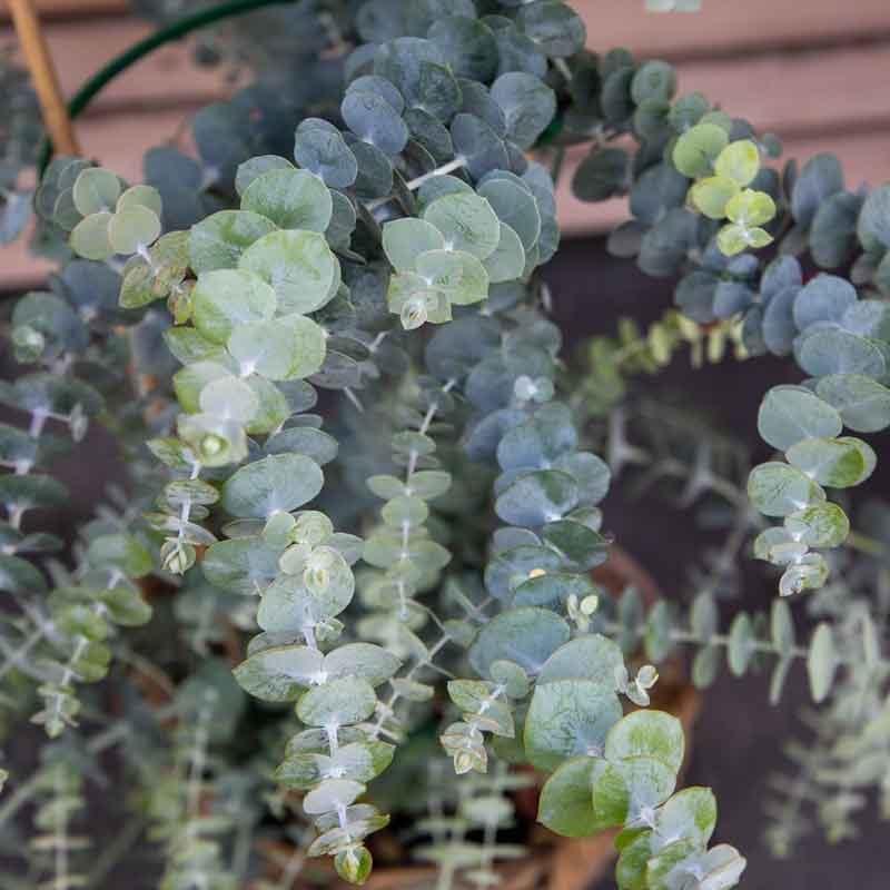 Eucalyptus Seeds Baby Blue Bouquet Flower Seeds In Packets Bulk eucalyptus-seeds-baby-blue-bouquet-flower-seeds-in-packets-bulk