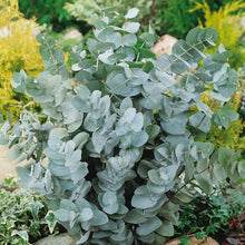 A single green silver dollar eucalyptus branch with rounded leaves and a silvery-blue hue.