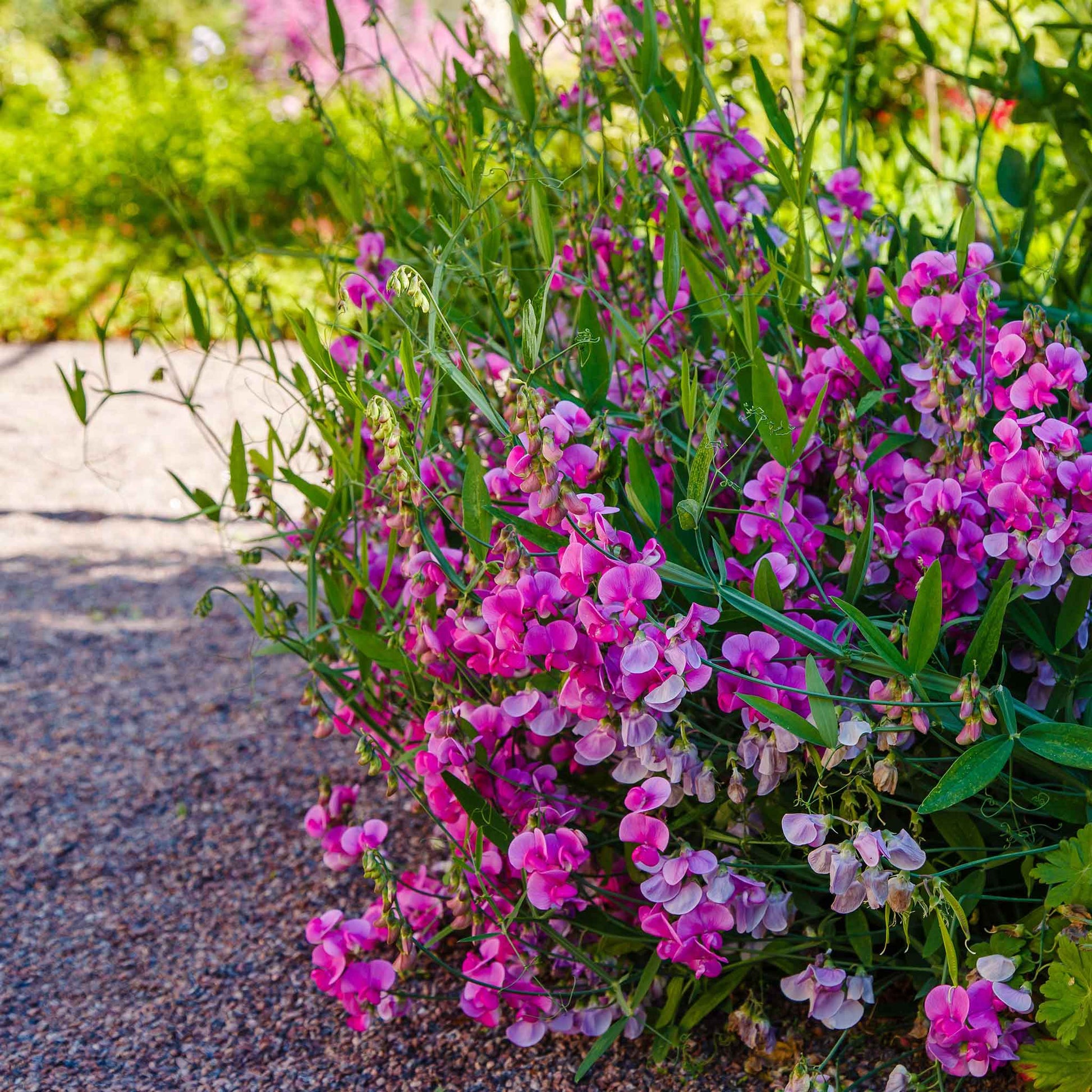 Everlasting pea pink and white flowers with a green leafy background