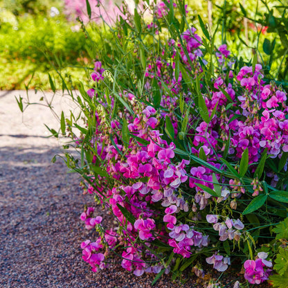 Everlasting pea pink and white flowers with a green leafy background