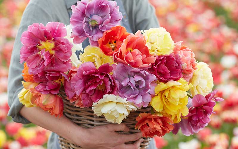 Person holding a basket of colorful tulip flowers in a field
