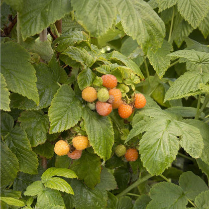 Fall Gold Raspberry Bush