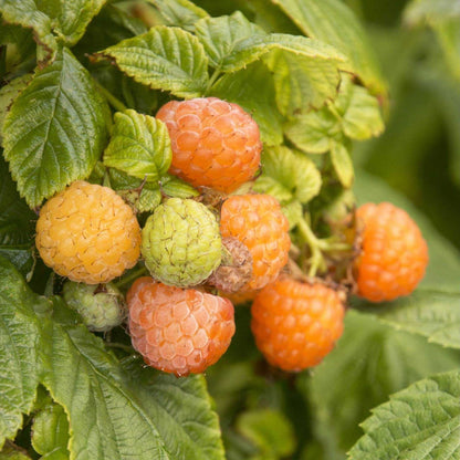 Fall Gold Raspberry Bush
