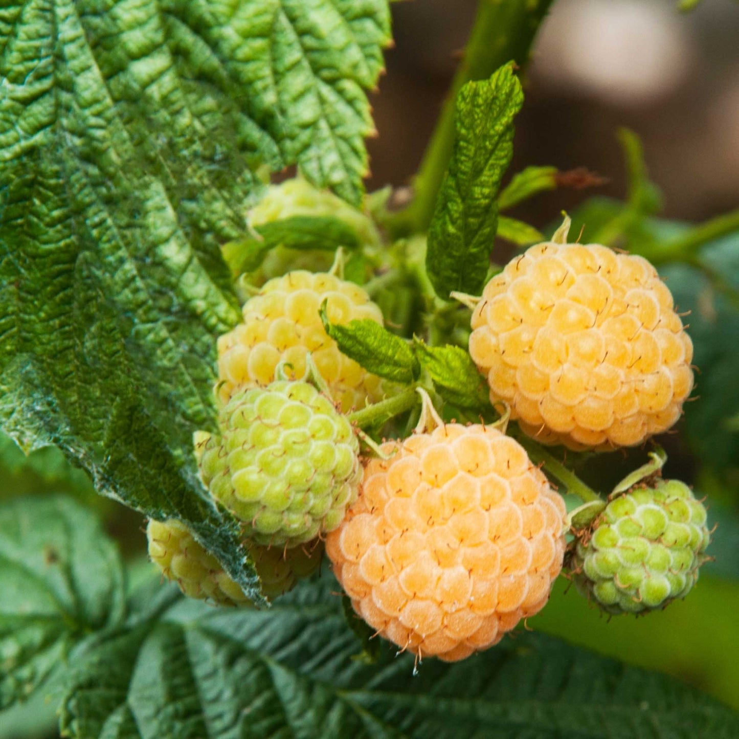 Fall Gold Raspberry Bush
