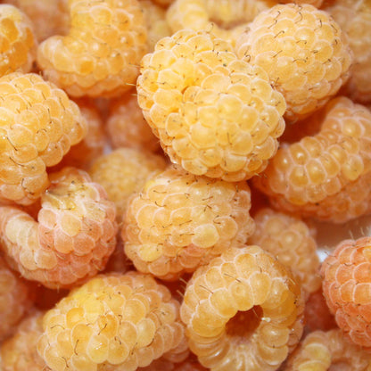 Fall Gold Raspberry Bush