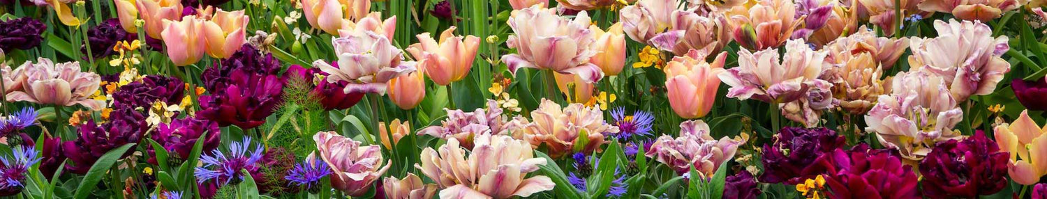shades of pink tulip blooms