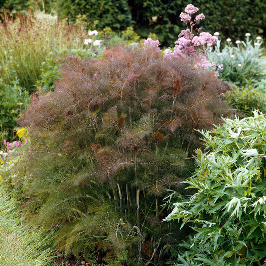 fennel smokey bronze