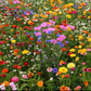 field day wildflower mix