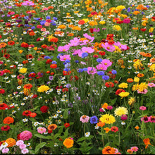 A view of the variety of colors in the Field Day Flower Seed Mix