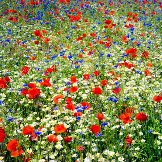 field of dreams wildflower mix