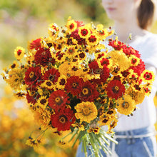 A bouquet of the variety of colors in the Fiery Mix - Yellow & Red Flower Seed Mix