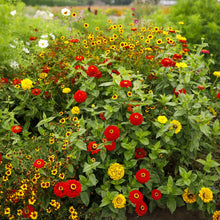 A view of the variety of colors in the Fiery Mix - Yellow & Red Flower Seed Mix