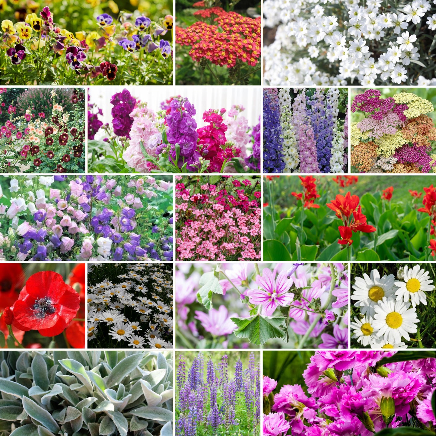 first year flowering perennials