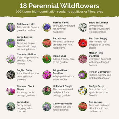 List of flower species and seeds included in the Wildflower Seed Mix.