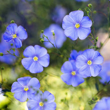 Blue flax blue annual flowers with green stems against a blurred green background.