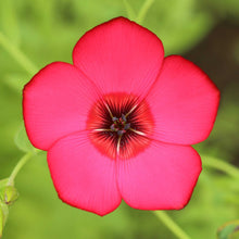 Bright red scarlet flax flower with dark center against a plain white background.