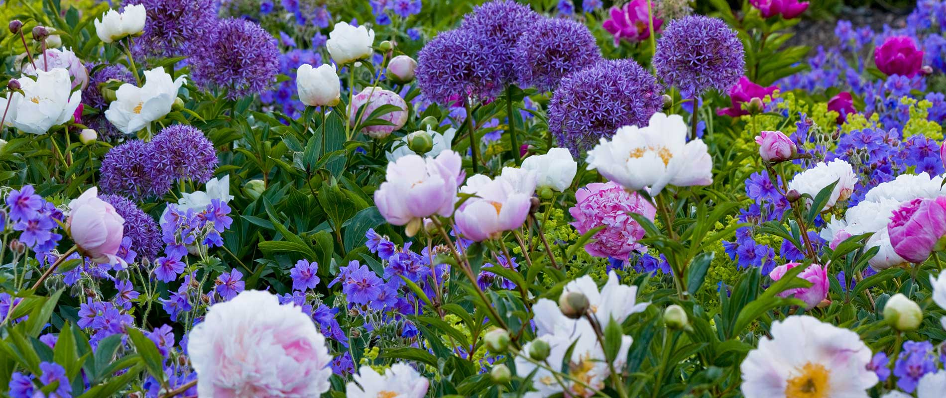 Flower Bulbs & Heirloom Seeds Vegetables, Herbs, and Wildflowers