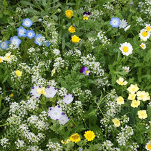 Close up patch of mostly white flowers from the flowering alternative lawn wildflower mix