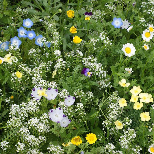 Close up patch of mostly white flowers from the flowering alternative lawn wildflower mix