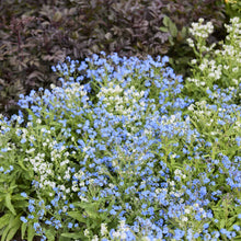 Field of blue and white chinese forget me not chill out flowers with green foliage