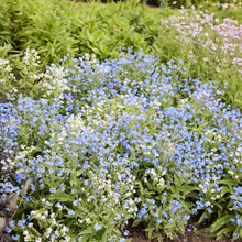 Field of blue and white chinese forget me not chill out flowers with green foliage