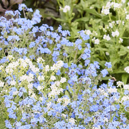 Field of blue and white chinese forget me not chill out flowers with green foliage