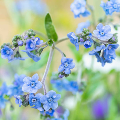 Blue forget me not chinese flowers on stems against a blurred green background.