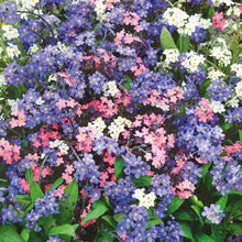 Blue and pink forget me not mixed flowers filling a bright garden setting.