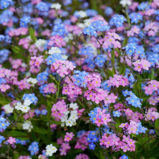Forget Me Not Seeds Mixed Colors Flower Seeds In Packets Bulk forget-me-not-seeds-mixed-colors-flower-seeds-in-packets-bulk