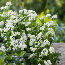 White forget me not white flowers with blue blooms against a blurred green background. | copyright: Floramedia UK Ltd
