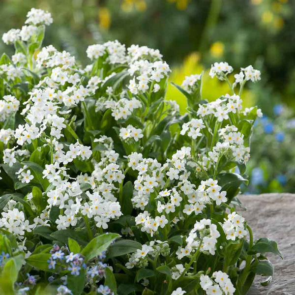 Forget Me Not Seeds - White | Flower Seeds in Packets & Bulk