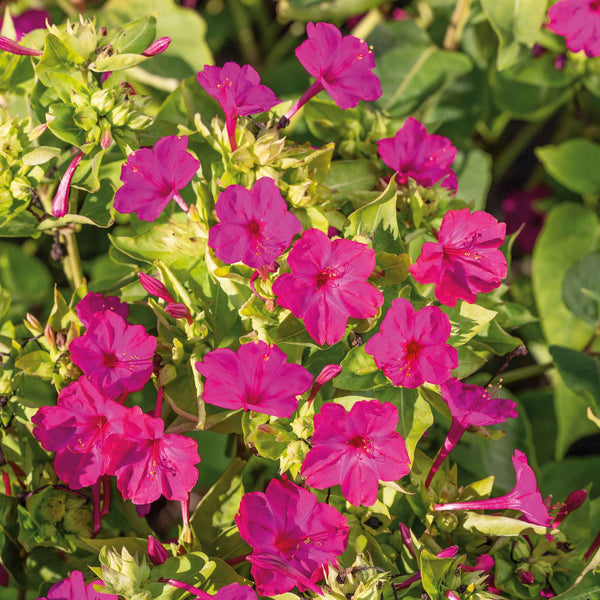 Four O'Clock Seeds - Pink | Flower Seeds in Packets & Bulk | Eden