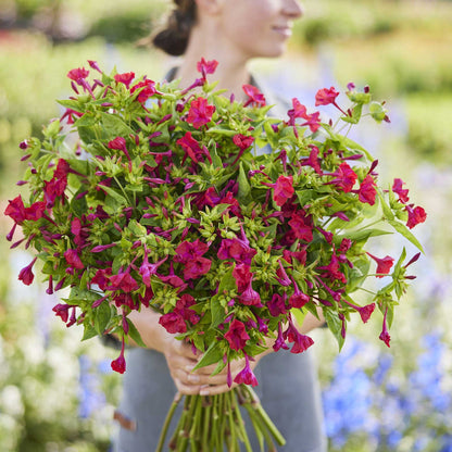A person holding a bouquet of four oclock red flowers in a natural setting