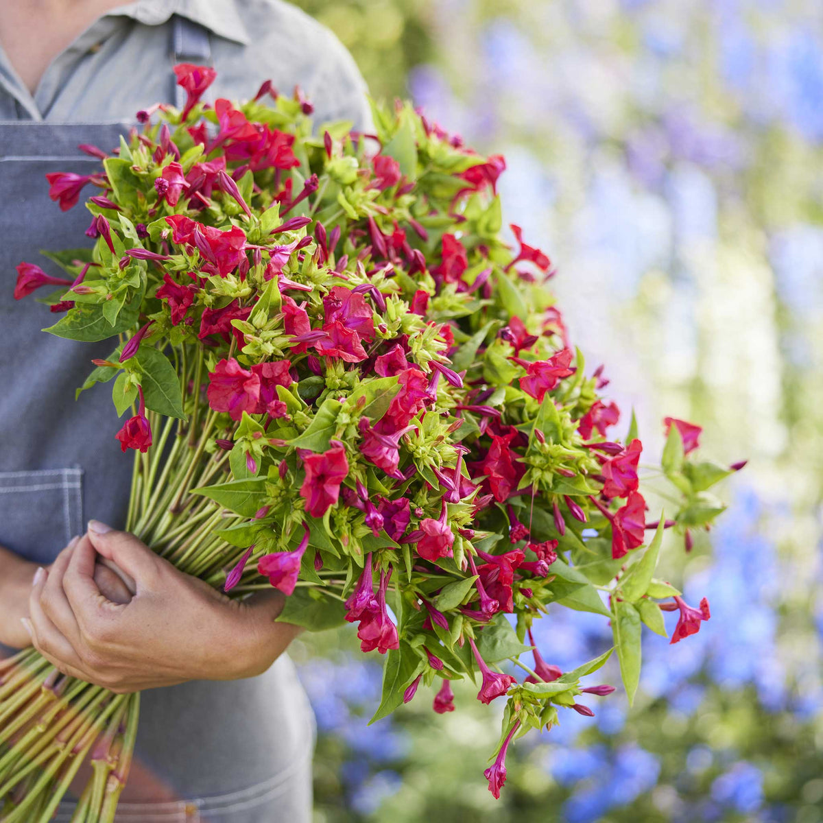 A person holding a bouquet of four oclock red flowers in a natural setting