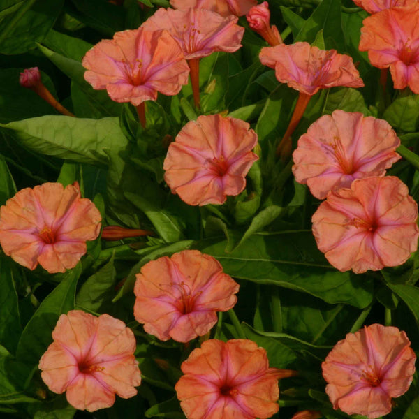 four-oclock-salmon-sunset-vht-