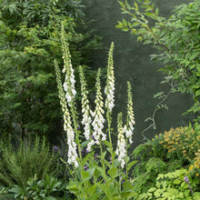 White foxglove alba flowers growing against a blurred green background. | copyright: Floramedia UK Ltd