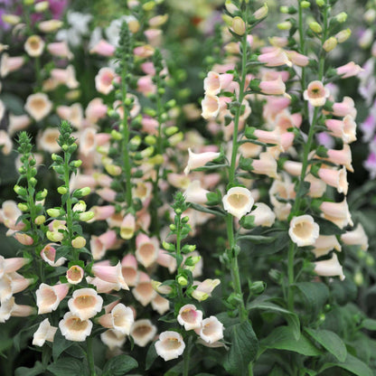 Orange foxglove apricot beauty flowers on tall green stems against a plain background.