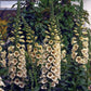 Group of foxglove camelot cream plants with white and yellow flowers in a garden setting.