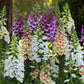 Colorful foxglove dalmatian mix flowers in a garden setting