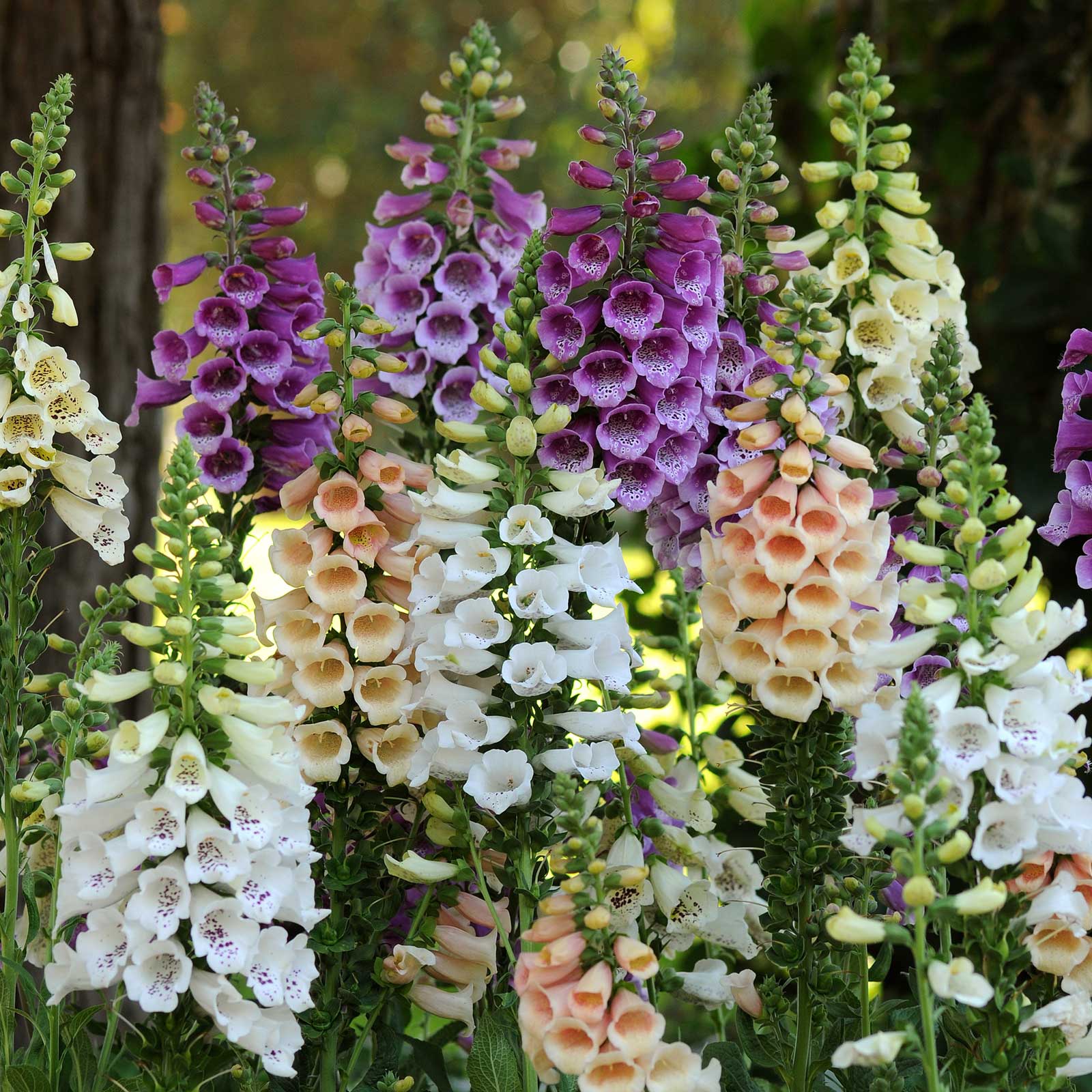Colorful foxglove dalmatian mix flowers in a garden setting