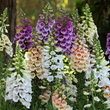 Colorful foxglove dalmatian mix flowers in a garden setting