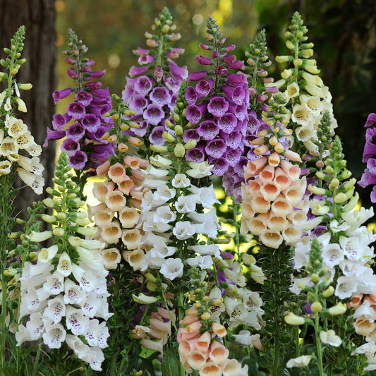 Colorful foxglove dalmatian mix flowers in a garden setting