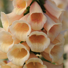 Peach foxglove dalmatian peach flower with speckled throat against a plain background.