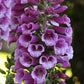Close-up of foxglove dalmatian purple flowers with water droplets on a blurred green background